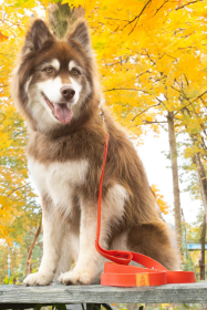 Scarlet Peaks Waterproof Leash