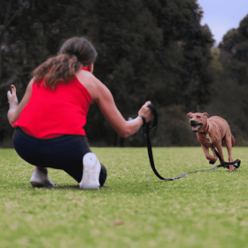 Canny Recall Leash (size: 15ft long 5/8" width)