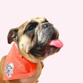 "Bad Motha Fluffa" Orange Collar Bandana (size: large)