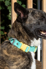 Island Vibes Waterproof Dog Collar (size: 20 - 26 inch)