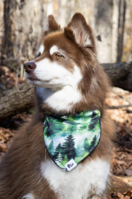 Evergreen Explorer Dog Bandana (size: XL - 35in x 17in)