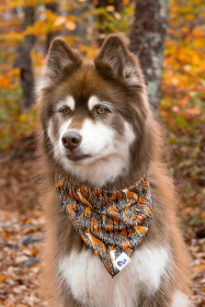 Foxes in Fall Dog Bandana (size: XL - 35in x 17in)