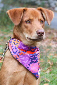 Spooky Bat Squares Dog Bandana (size: M/L - 27in x 13in)