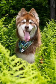 Magical Fern Forest Dog Bandana (size: XL - 35in x 17in)