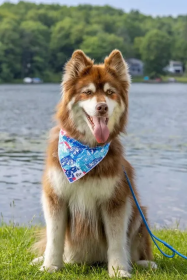 Painted Peaks Dog Bandana (size: S/M - 18in x 10in)