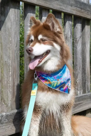 Sea Turtle Swim Dog Bandana (size: M/L - 27in x 13in)