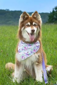 Wildflower Meadow Dog Bandana (size: S/M - 18in x 10in)