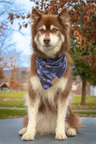 Starry Embrace Dog Bandana (size: XL)