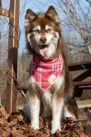 Wine Plaid Dog Bandana (size: M/L - 27in x 13in)