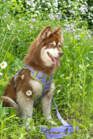 Lavender Garden Ultimate Dog Harness (size: large)